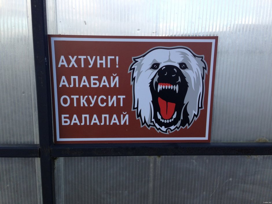 Среднеазиатская овчарка алабай клыки