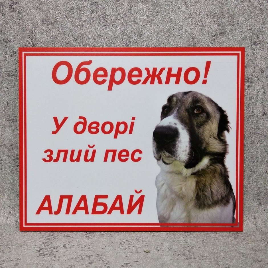 Во дворе злая собака алабай