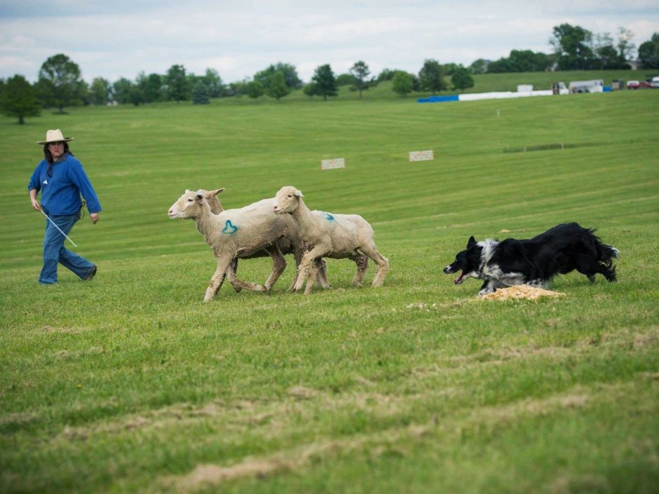 Sheepdog Trial