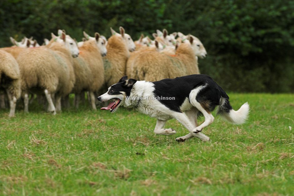 Rounding Sheep