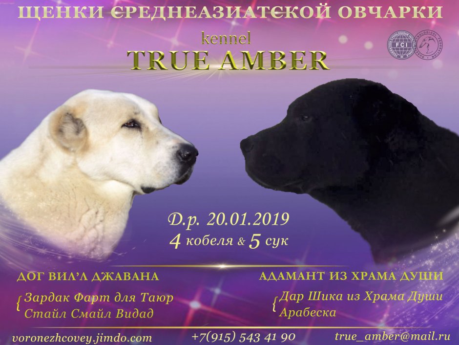 Кангал собака рост