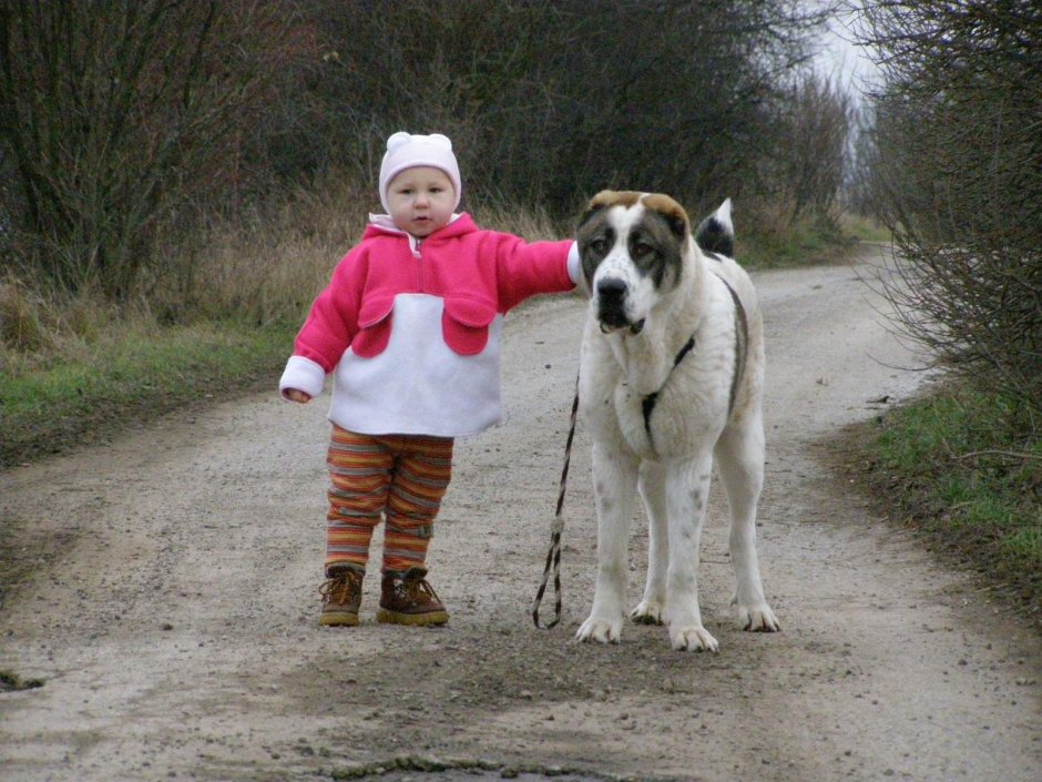 Алабай в одежде