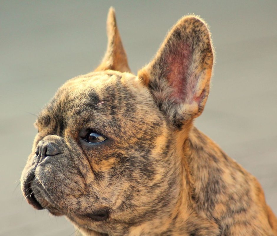 Французский бульдог Brindle