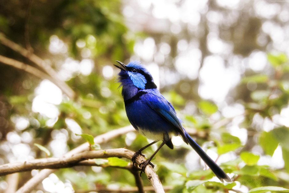 Blue Wren птица