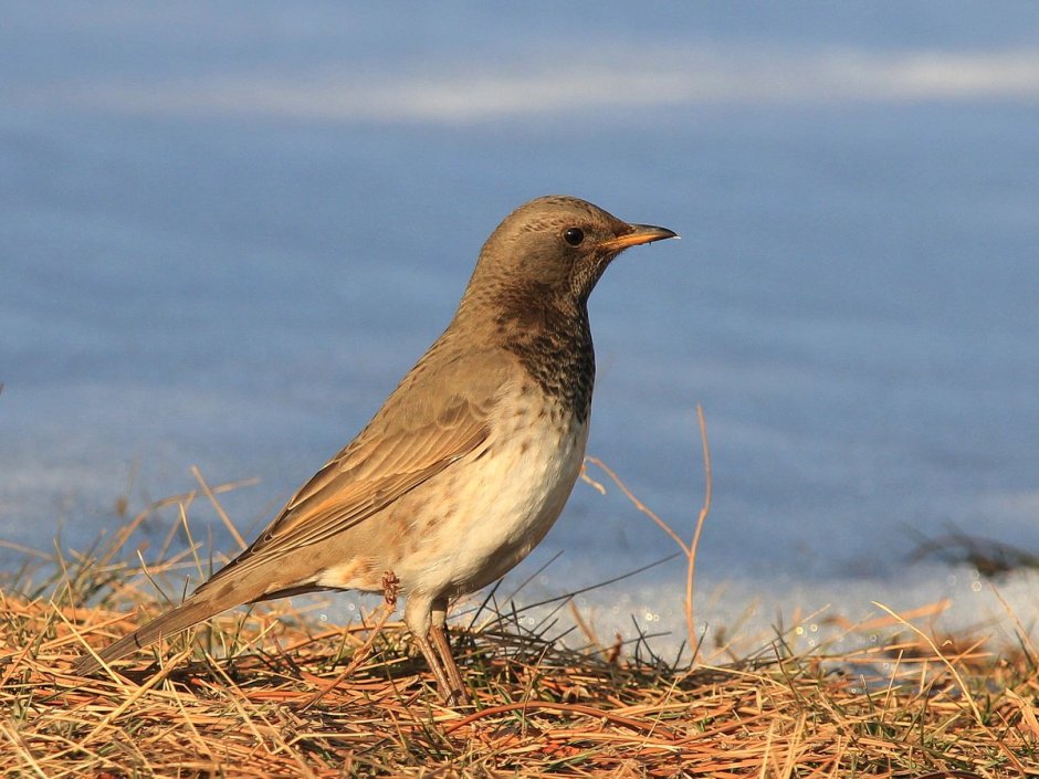 Чернозобый Дрозд (turdus atrogularis)
