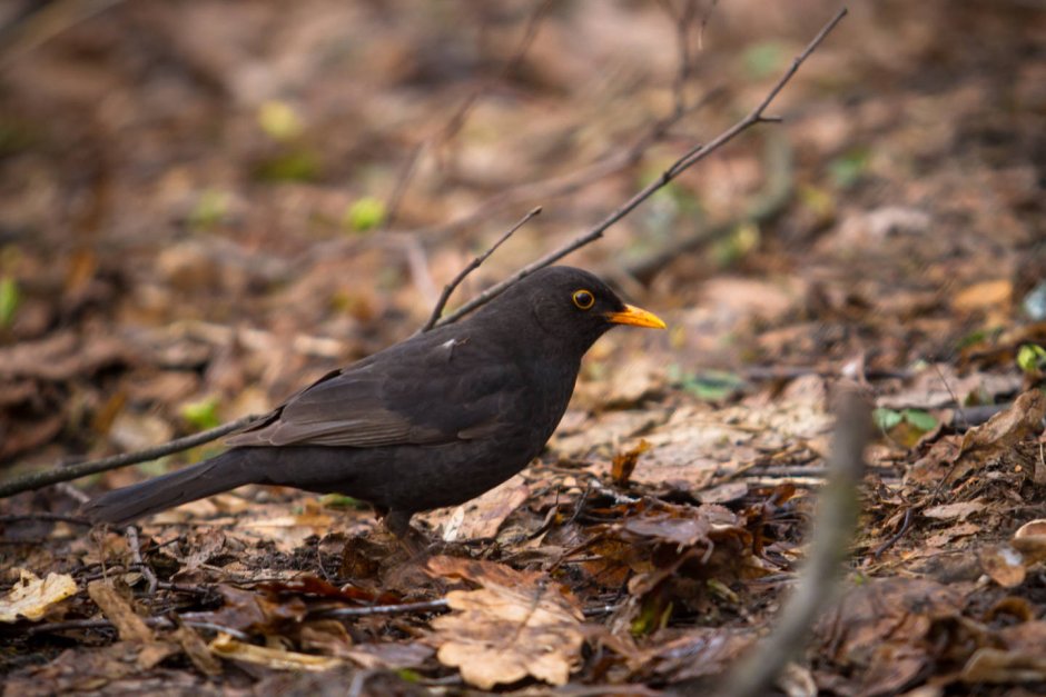 Turdus nigrescens