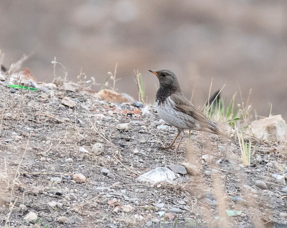Чернозобый Дрозд (turdus atrogularis)