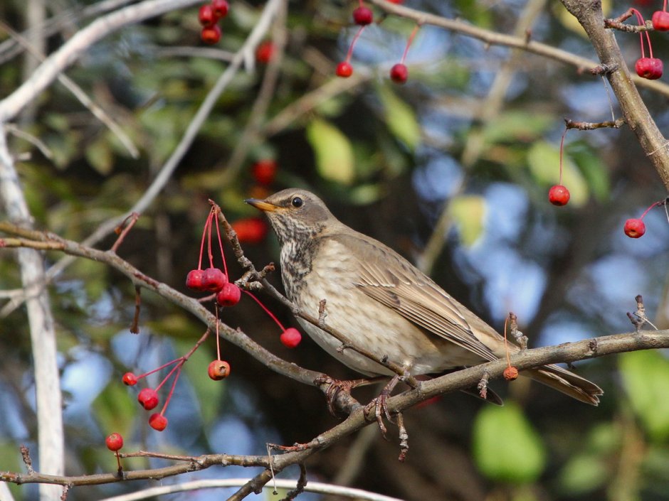 Turdus atrogularis
