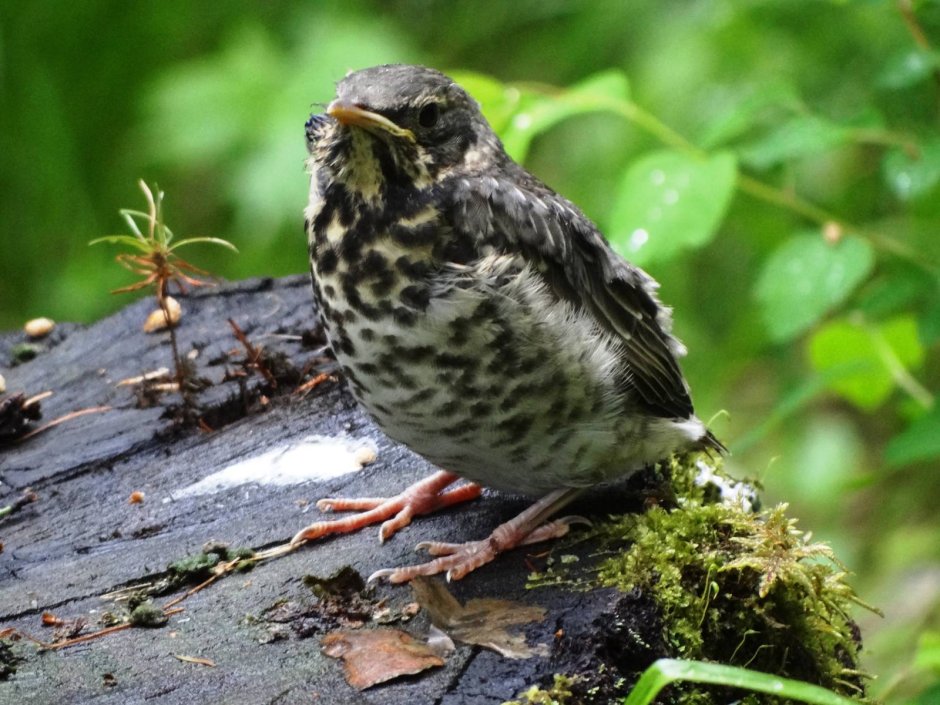 Чернозобый Дрозд (turdus atrogularis)