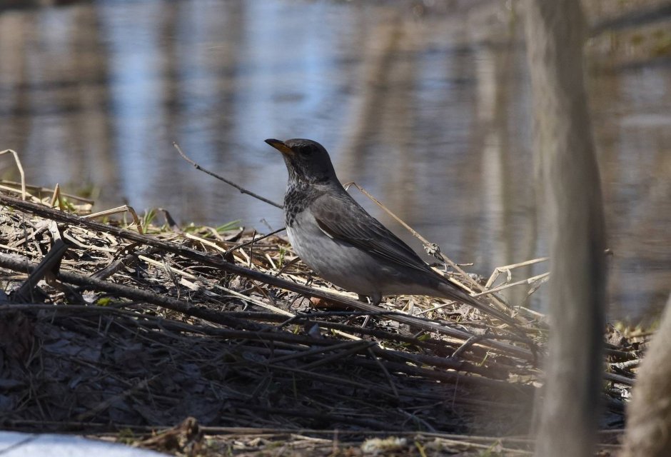 Чернозобый Дрозд (turdus atrogularis)