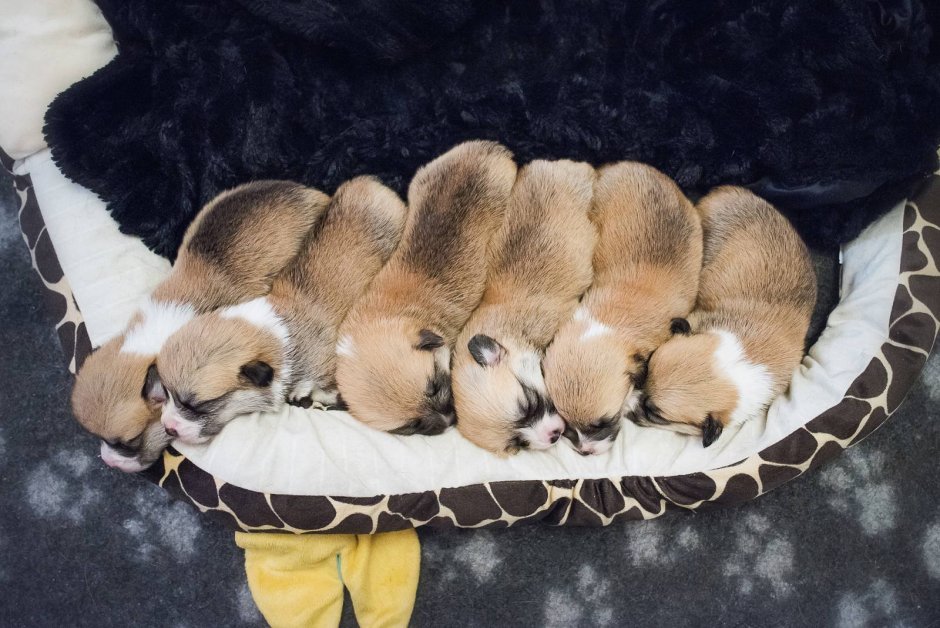 Новорождённые щенки корги