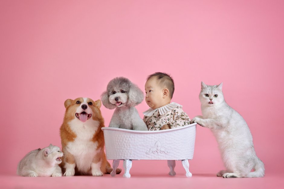 Кошки и собаки