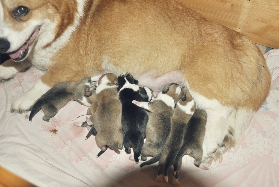 Новорожденные щенки корги пемброк