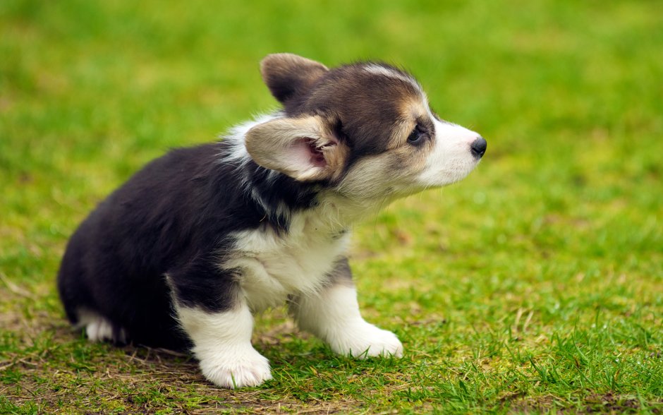 Puppies корги