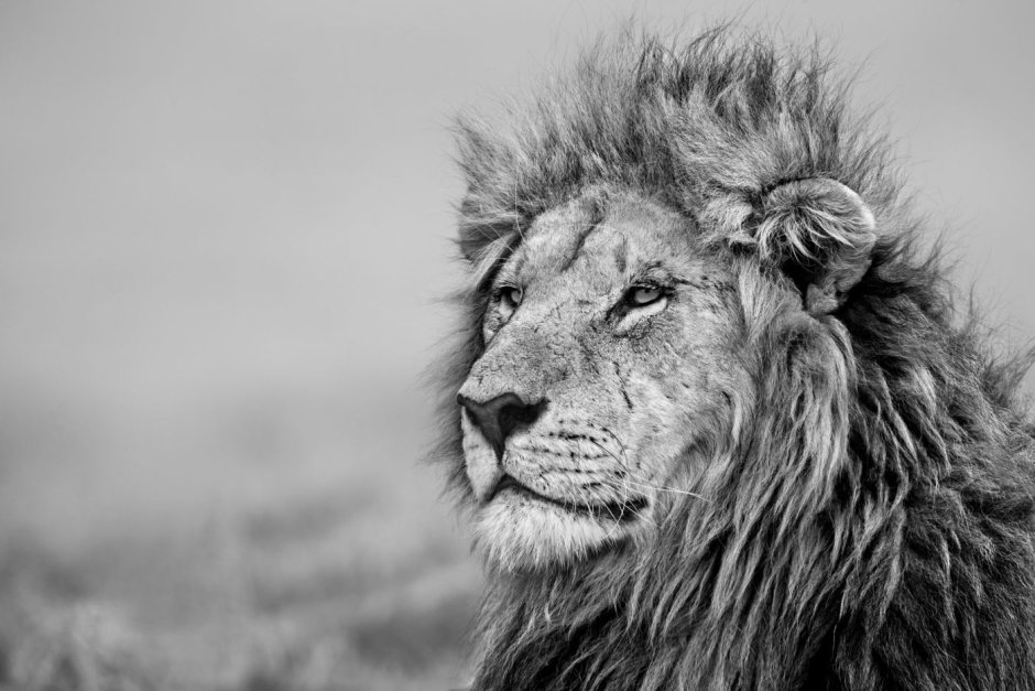 Grayscale Sun Lion
