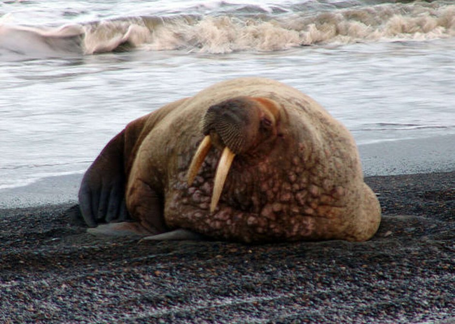 Моржовый жир
