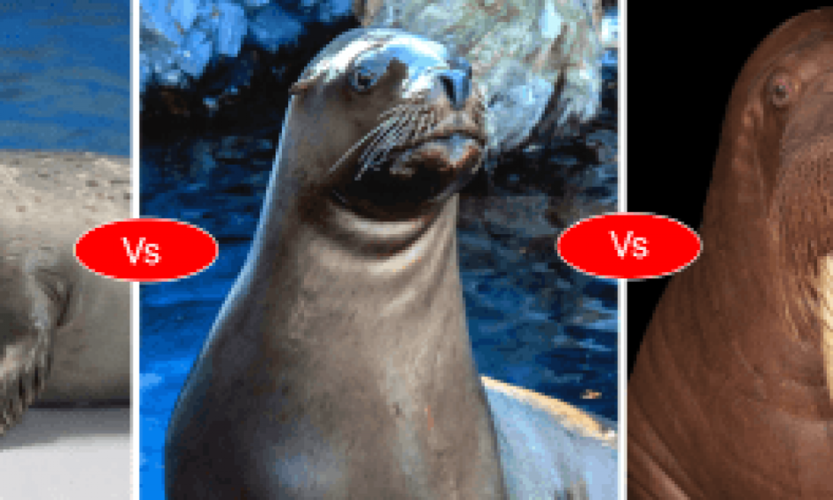 Seal vs Sea Lion