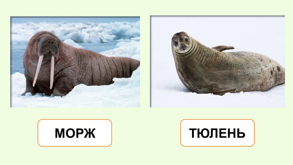 Морж и тюлень