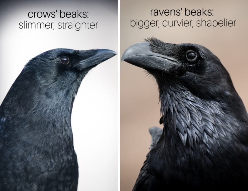 Crow Raven разница