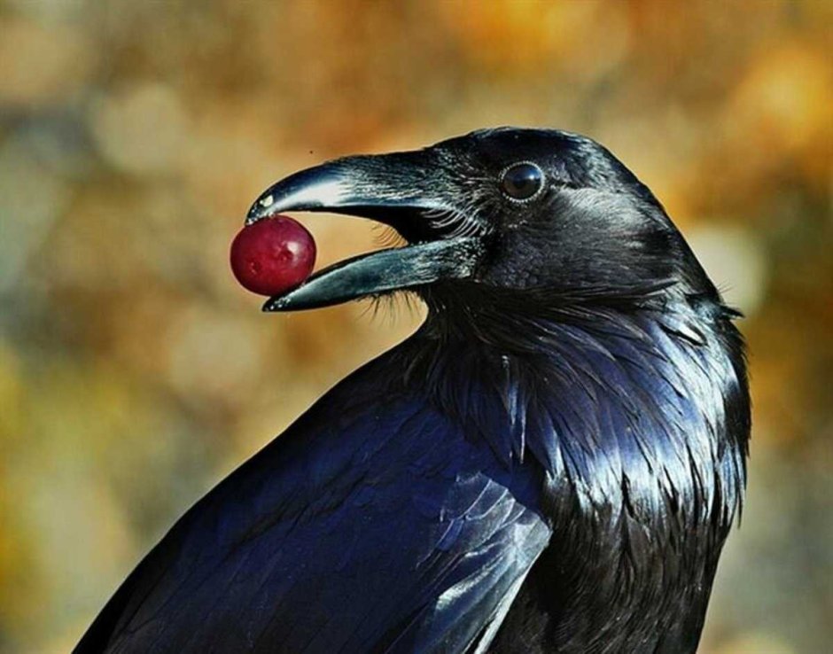 Corvus Corax Bird