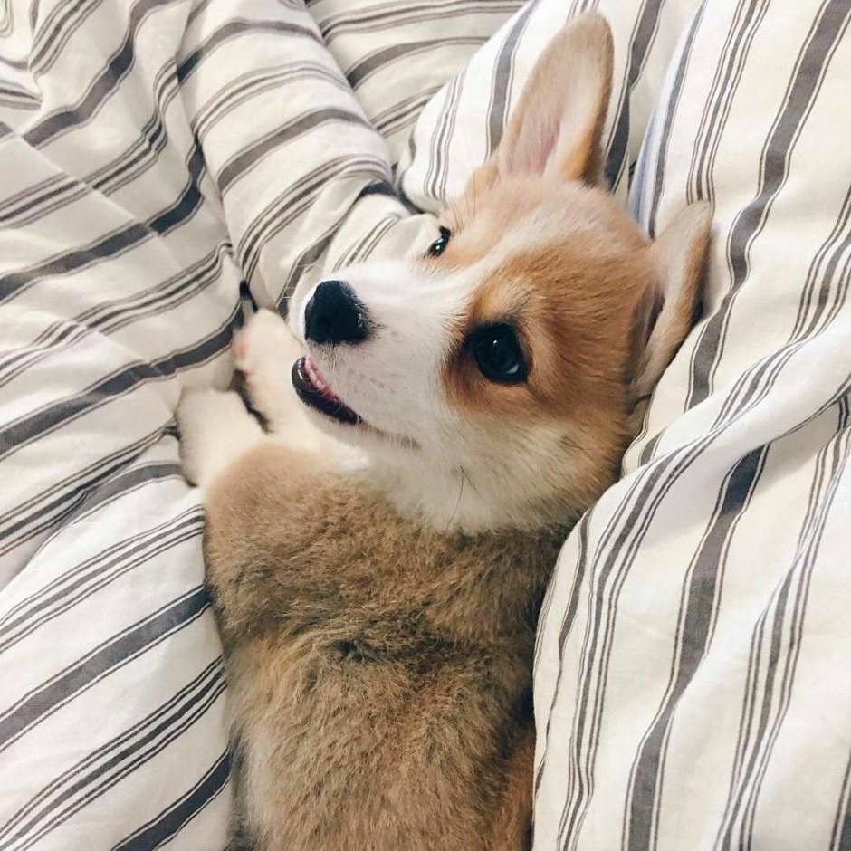 Корги Эстетика