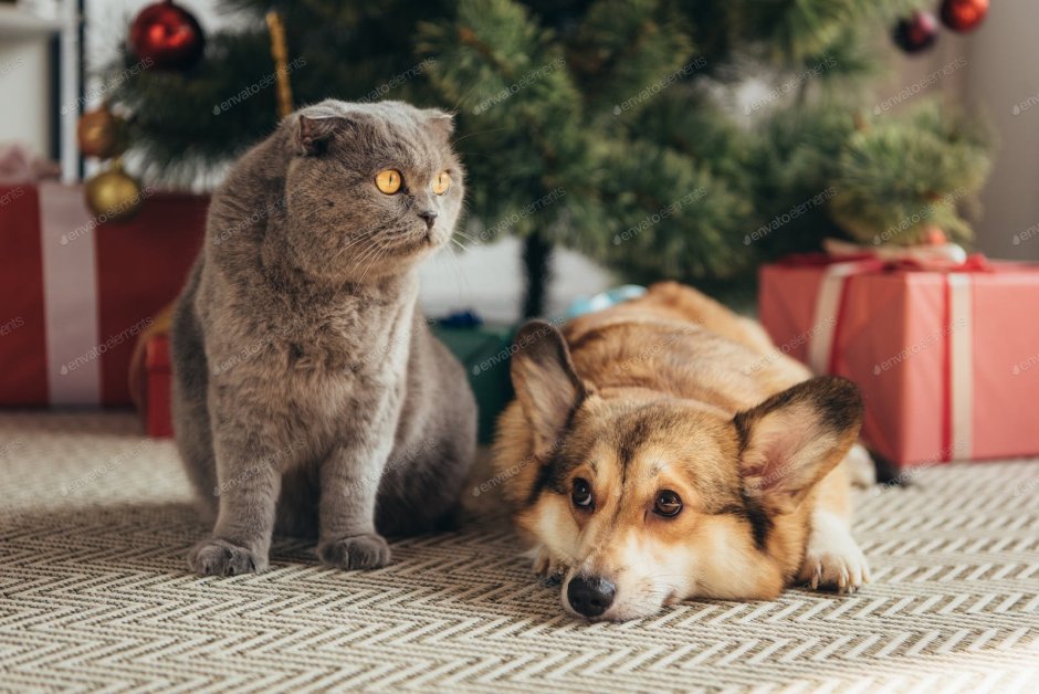 Корги и Шотландская вислоухая кошка