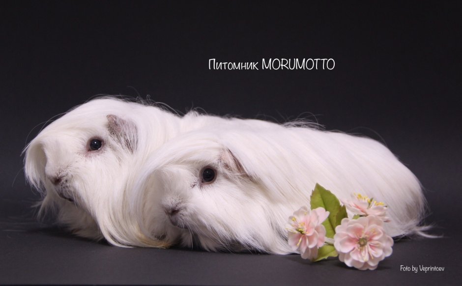 Питомник Райский цветок морские свинки