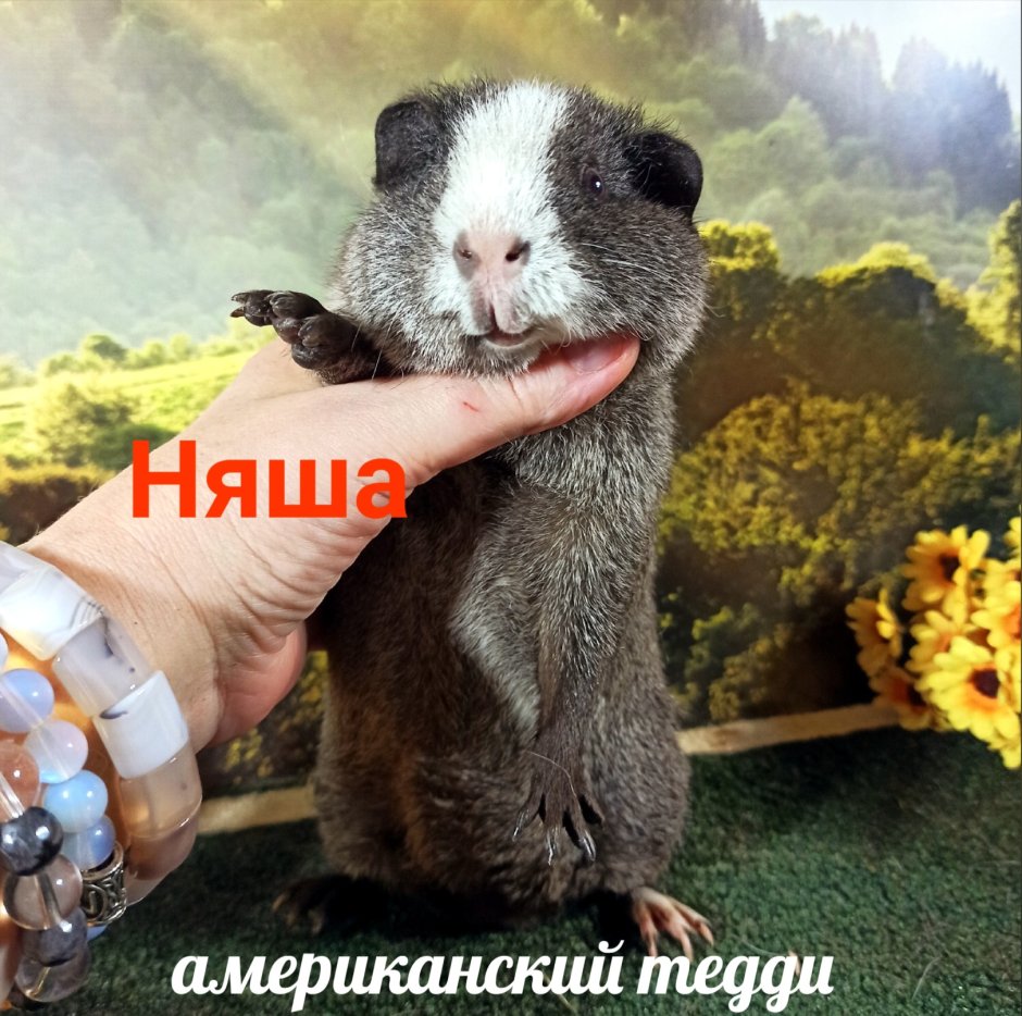 Морская Свинка гладкошерстная черная