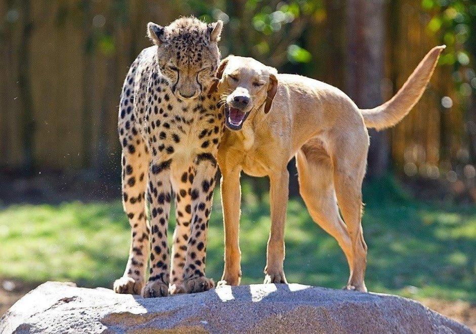 Разные животные