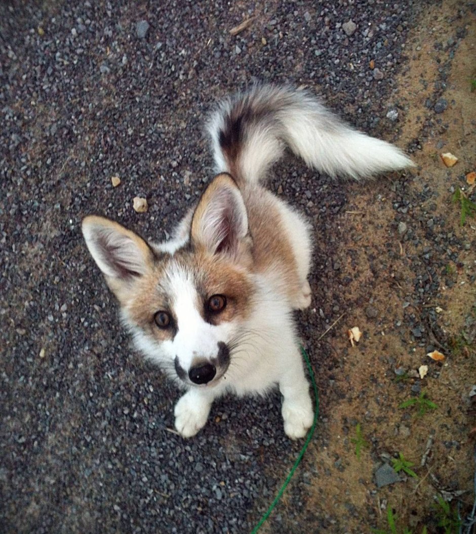 Мраморная лиса (Marble Fox)