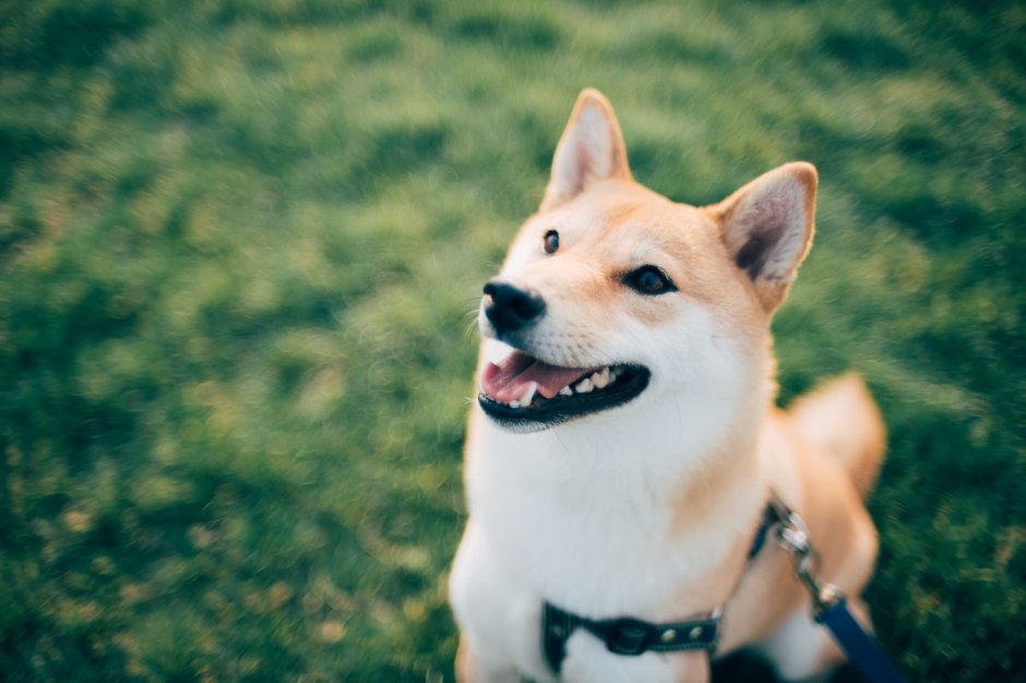 Shiba Inu and Fox