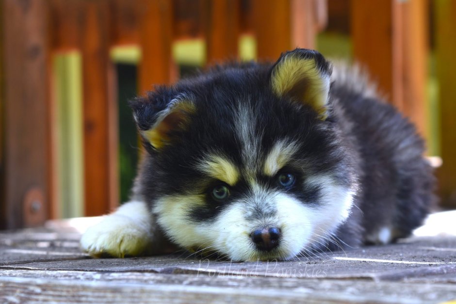 Pomsky Wallpapers