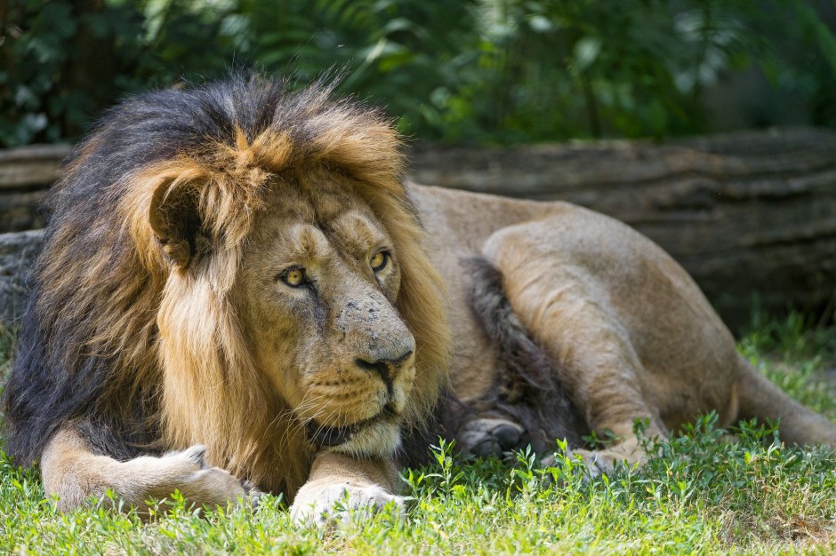Panthera Leo persica
