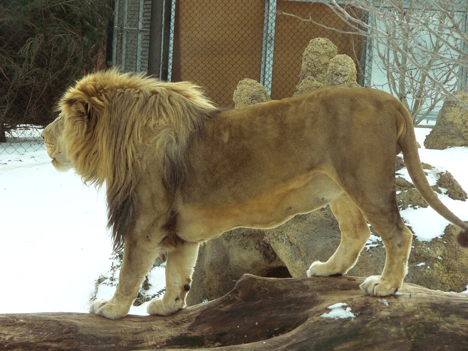 Panthera Leo krugeri