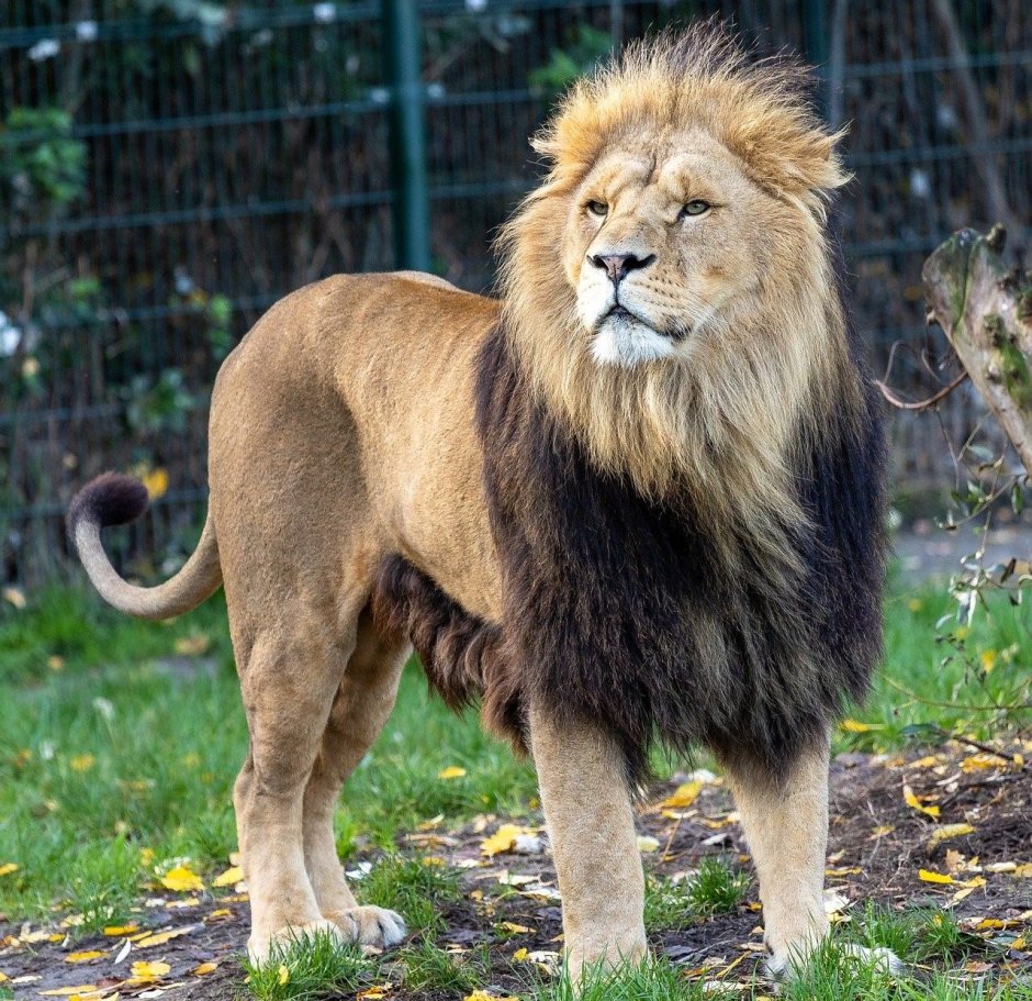Panthera Leo persica