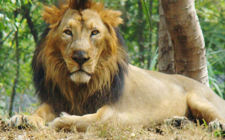 Panthera Leo persica