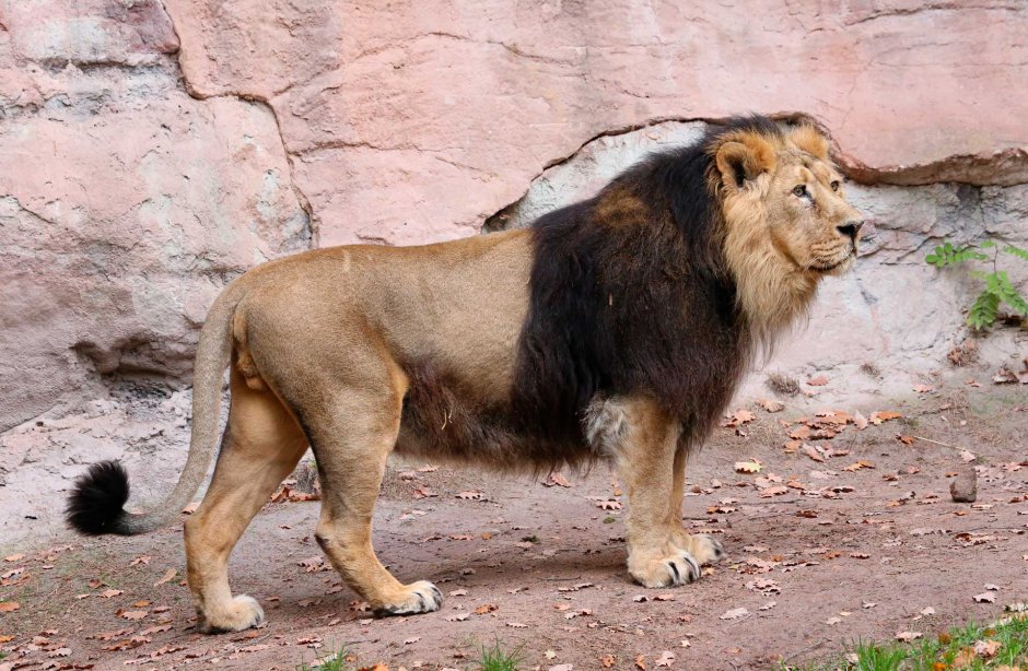 Panthera Leo persica