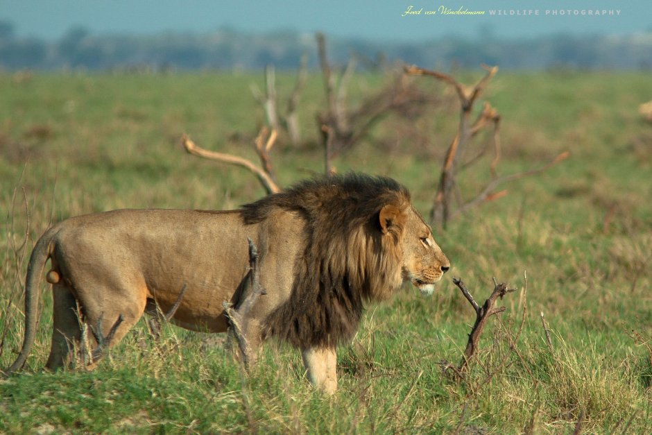 Lion Side