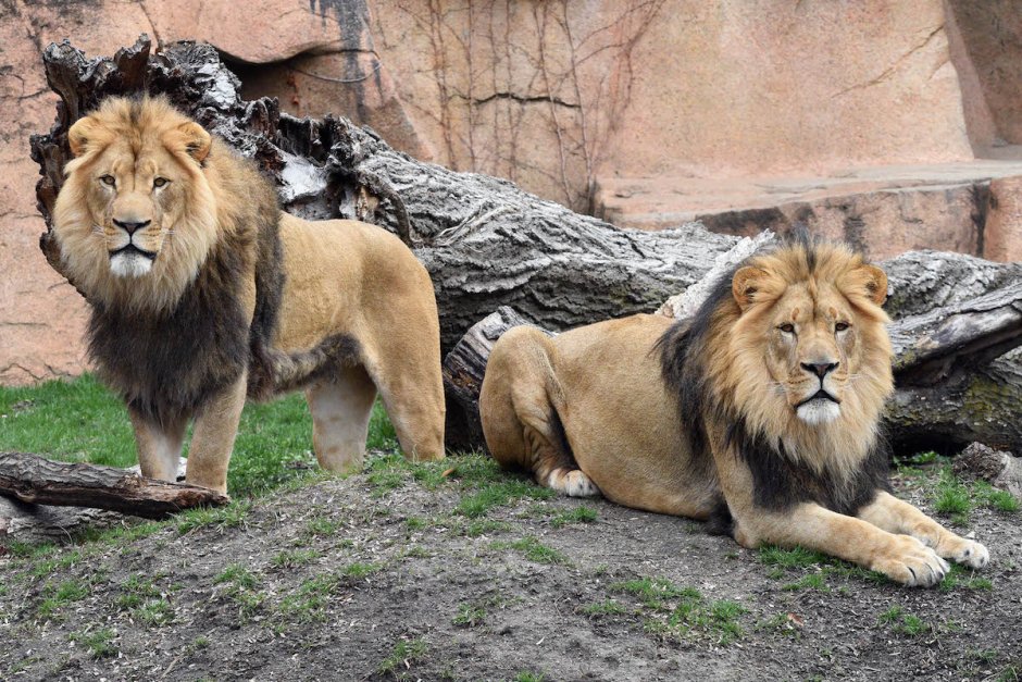 Lions name Калифорния.