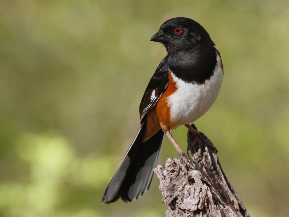 Eastern Towhee