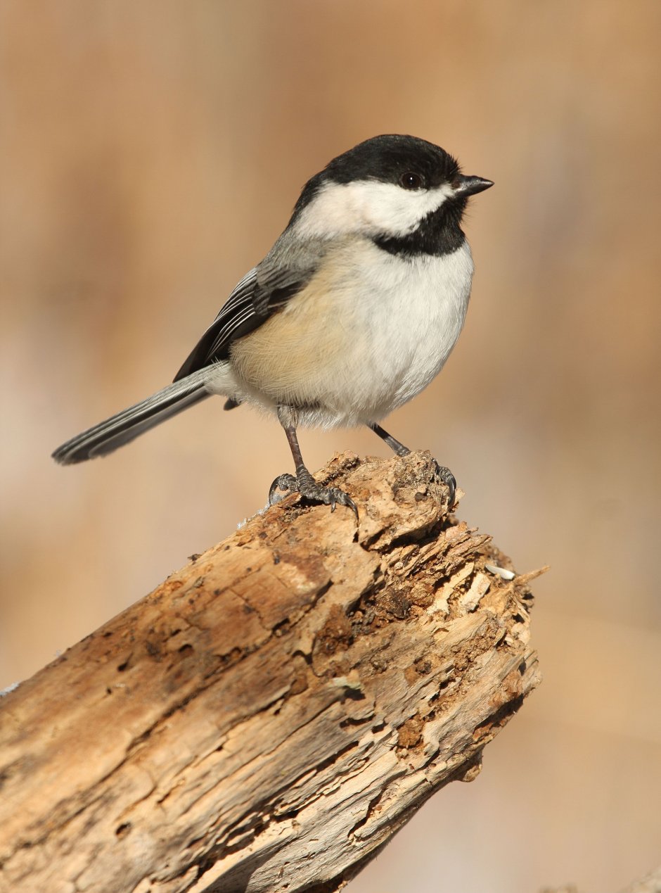 Mr Chickadee