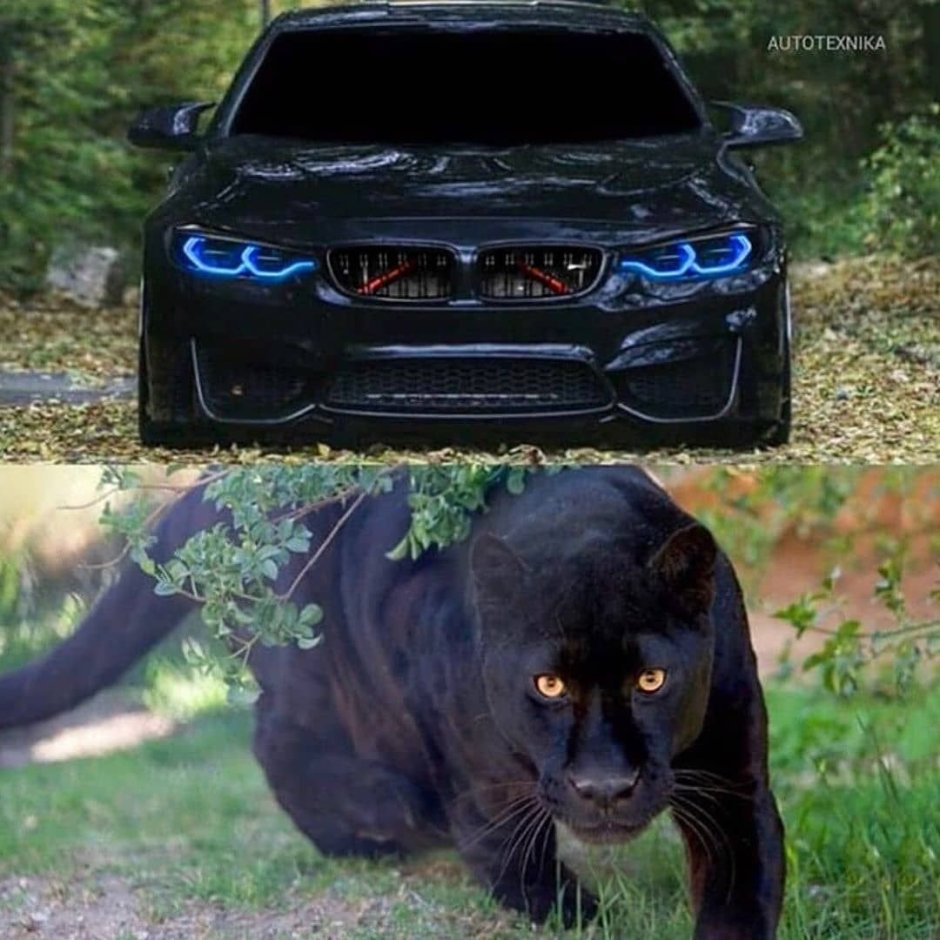 БМВ черная пантера