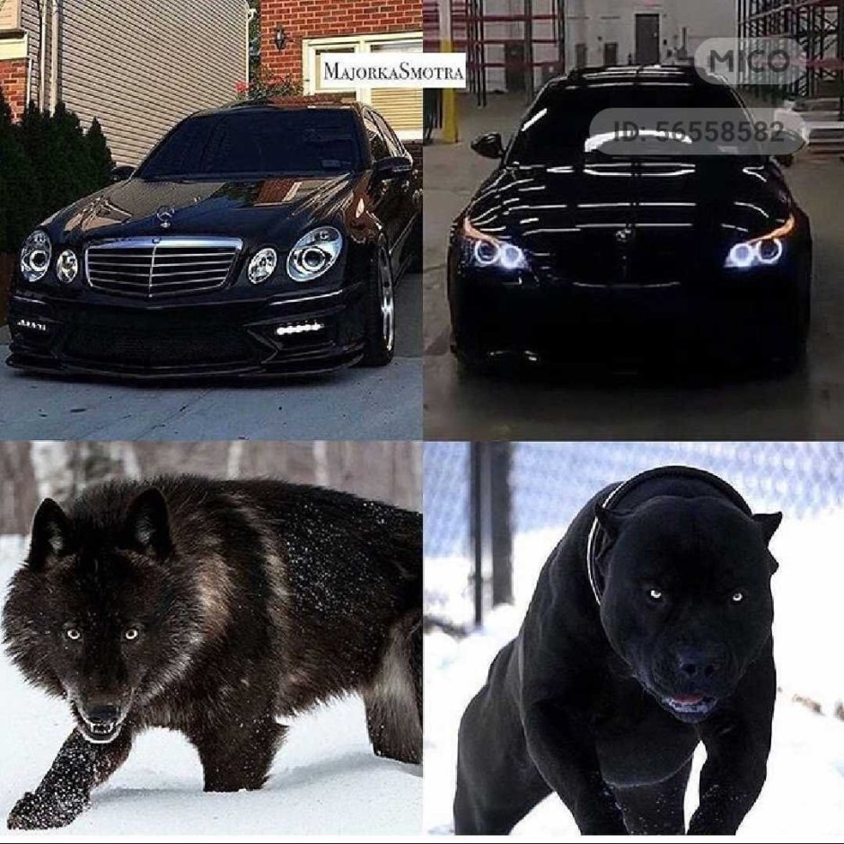 BMW И питбуль