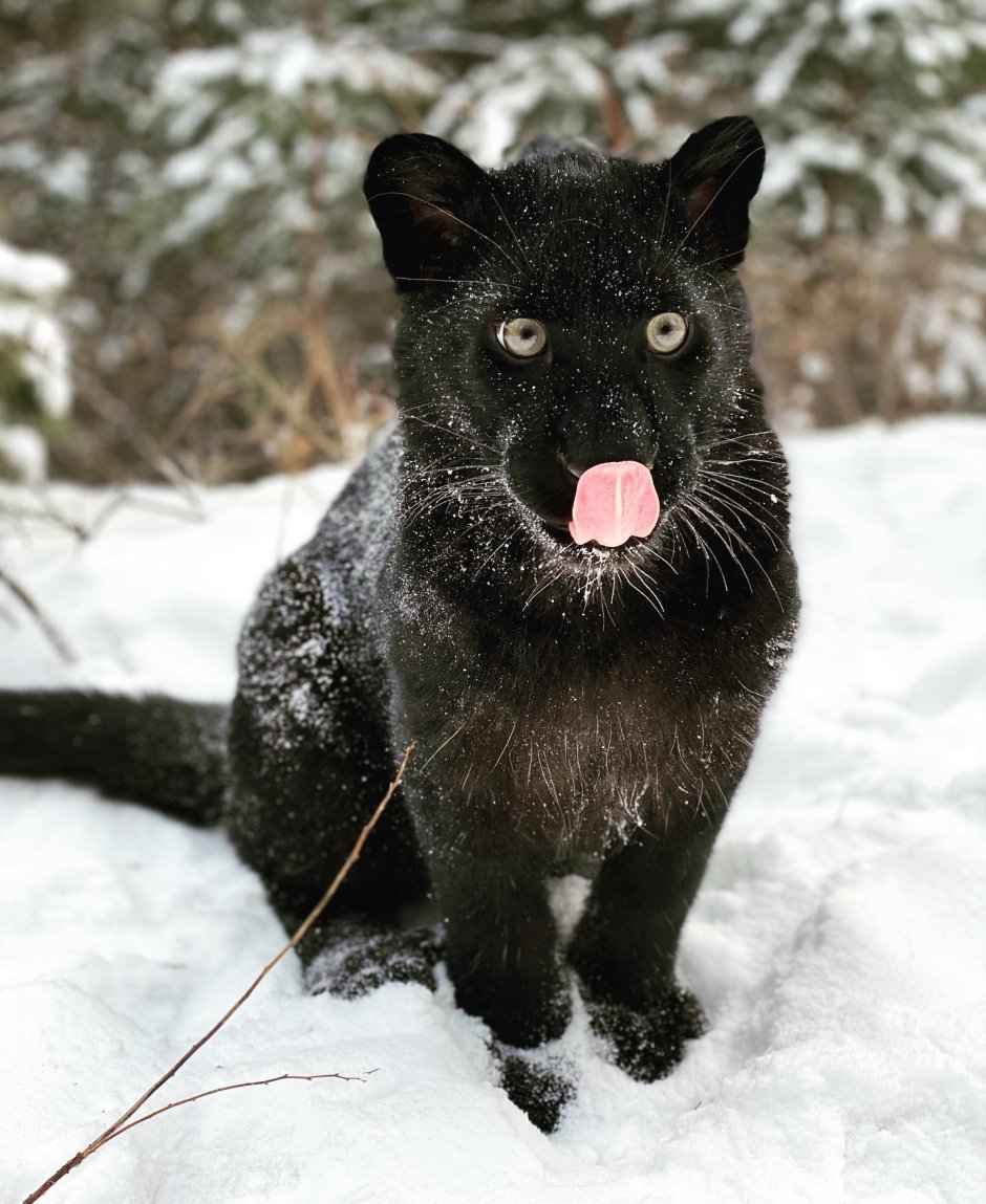 Сибирская пантера (Siberian Panther), США