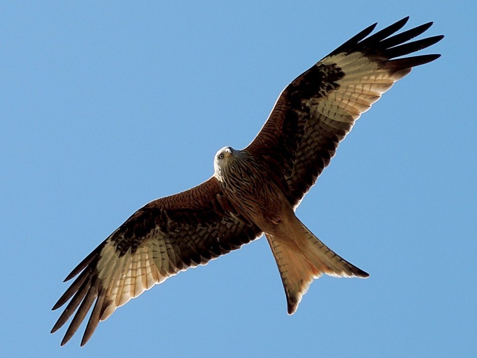 Red Kite Bird