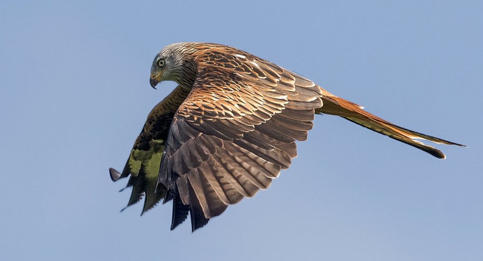 Haliastur sphenurus