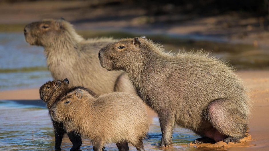 Водосвинка капибара Южной Америки