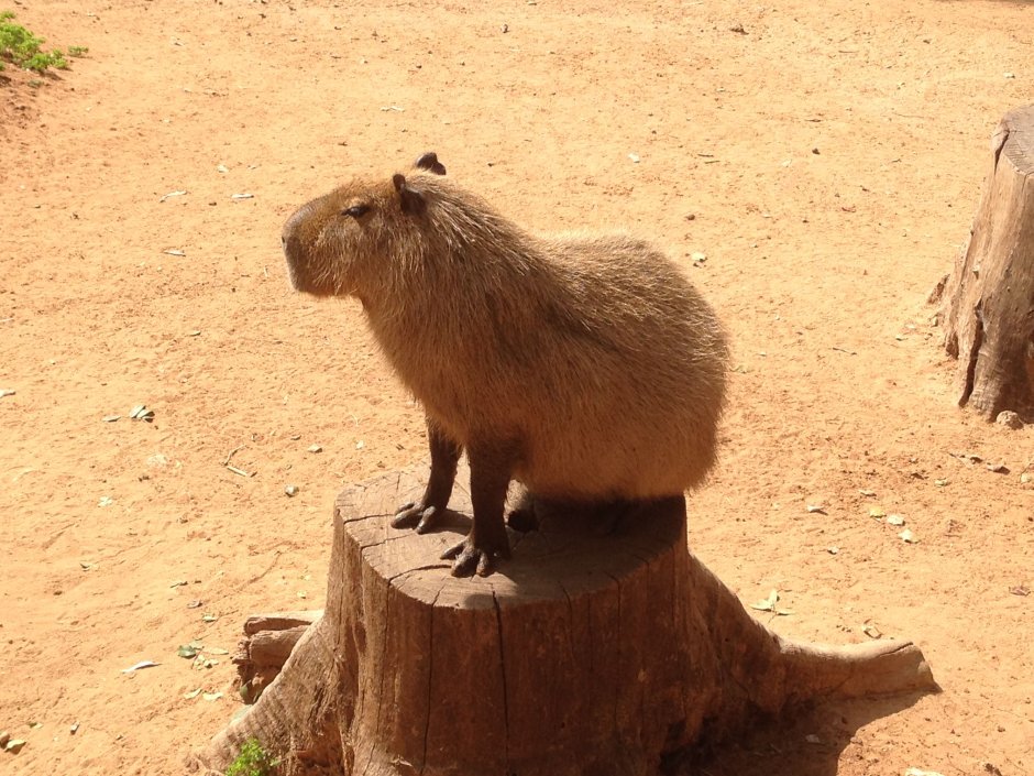 Capybara sitting on the Chair
