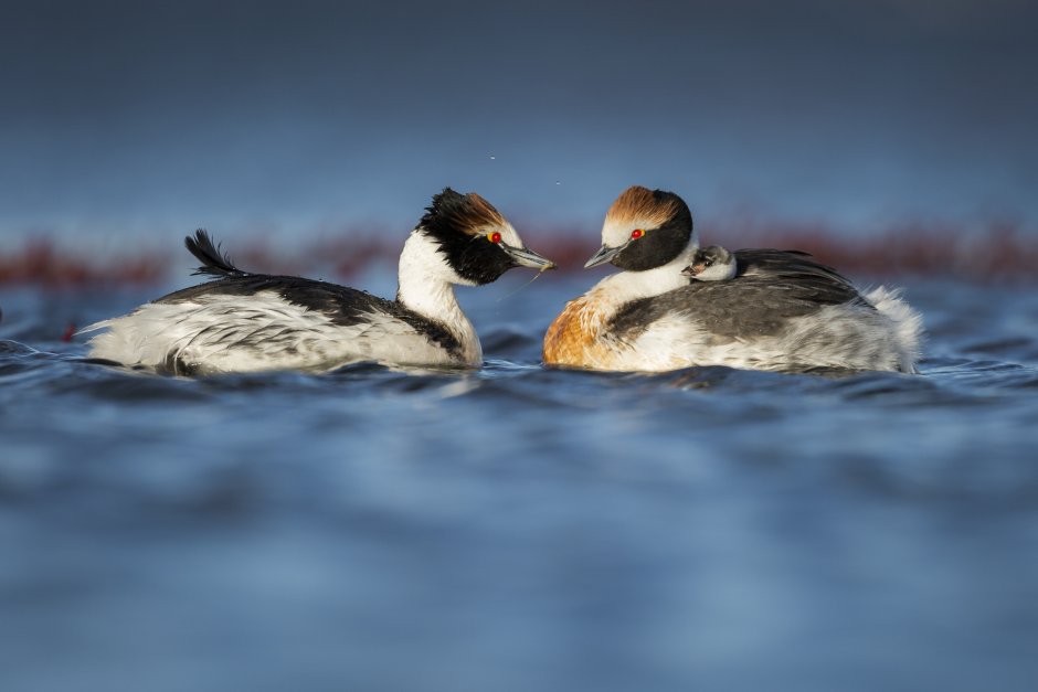 Podiceps gallardoi