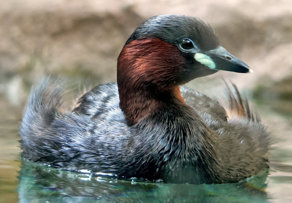 Малая поганка (Podiceps ruficollis (Tachybaptus ruficollis))